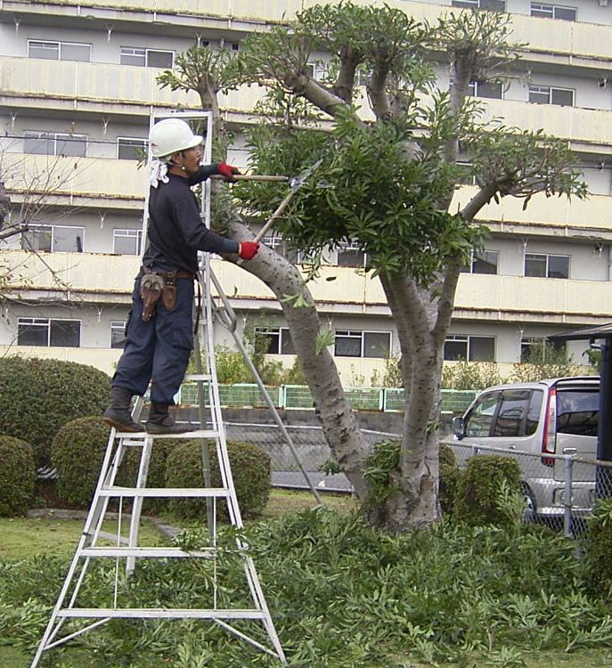 庭木剪定の作業風景（ご提供写真）